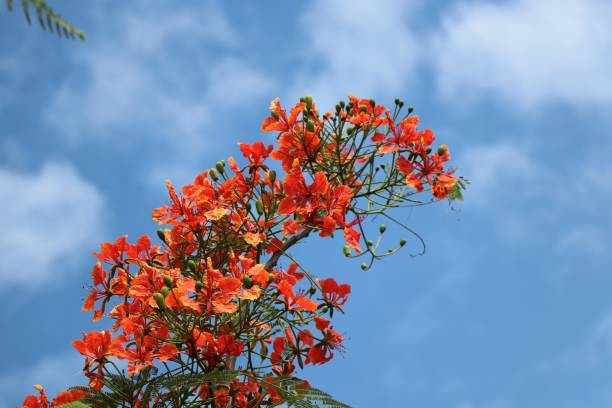 istock Flam-boyant Peacock  red flowers on blue sky background 842363310