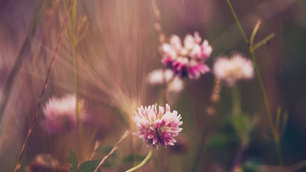 istock Delicate pink clover in natural sunlight. Flower Immersion 842366566