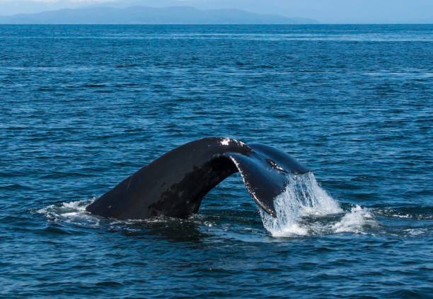 istock Whale tail flipping up with water dripping off 842369412