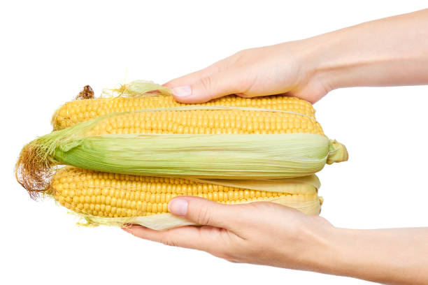 Fresh corn in Women Hand isolated on white background