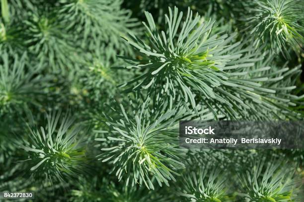 Texture The Cypress Spurge Euphorbia Cyparissias Stock Photo - Download Image Now - Agricultural Field, Blossom, Botany