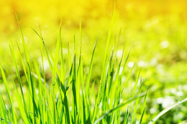 istock Green macro grass with shining water drops on summer sunlight. Copy space, close up, selective focus, horizontal abstract. Beautiful blurred foliage background. 842373164