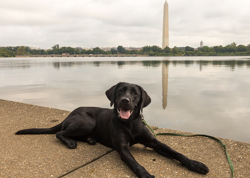 An 8-month old black labrador retriever looks at the camera while laying along the Tidal Basin in Washington, D.C. with the Washington Monument in the background