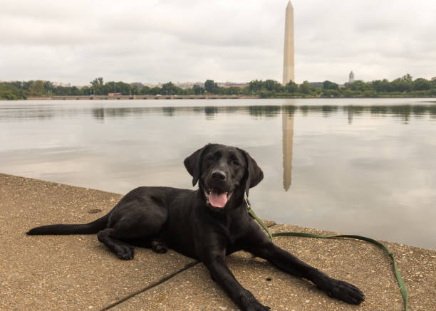 Dogs of DC stock photo