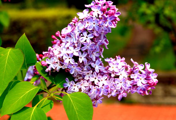 istock Lilac's blooming park in Sapporo 842373800