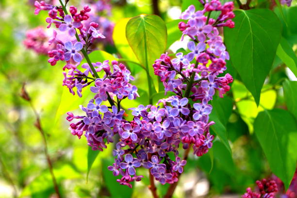 istock Lilac's blooming park in Sapporo 842373924