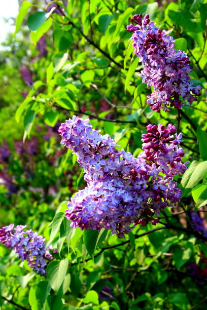 istock Lilac's blooming park in Sapporo 842376172