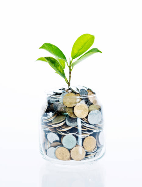 istock Young plant growing from coin jar 842379254