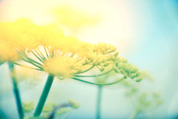 istock Wild Fennel (Foeniculum Vulgare) Flowers 842379814