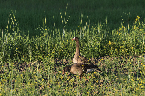 The greater white-fronted goose is a species of goose related to the smaller lesser white-fronted goose.
