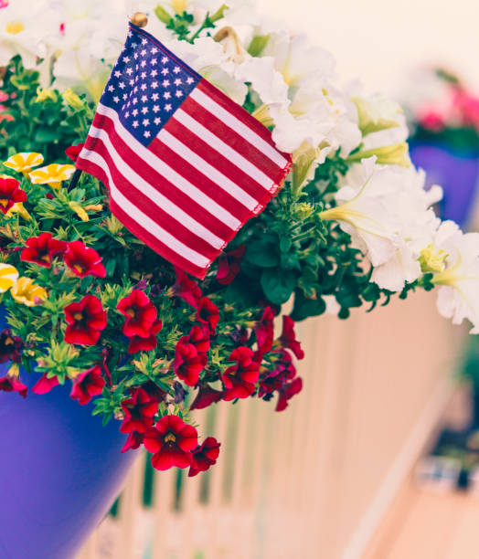 Patriotic American flag background with vibrant petunias Patriotic American flag background with vibrant petunias american flag flowers stock pictures, royalty-free photos & images