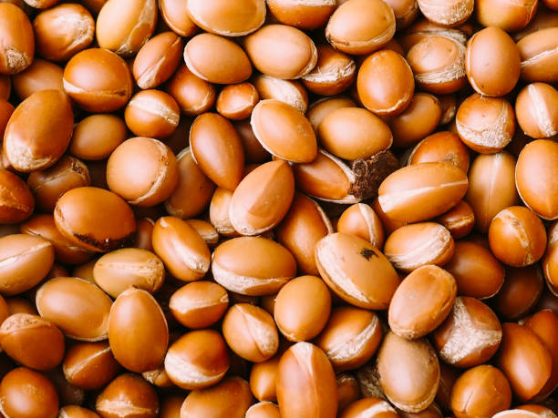 Moroccan Argan nuts stock photo