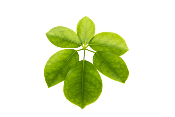 Octopus Green Leaves, Tree Plant Isolated on White Background