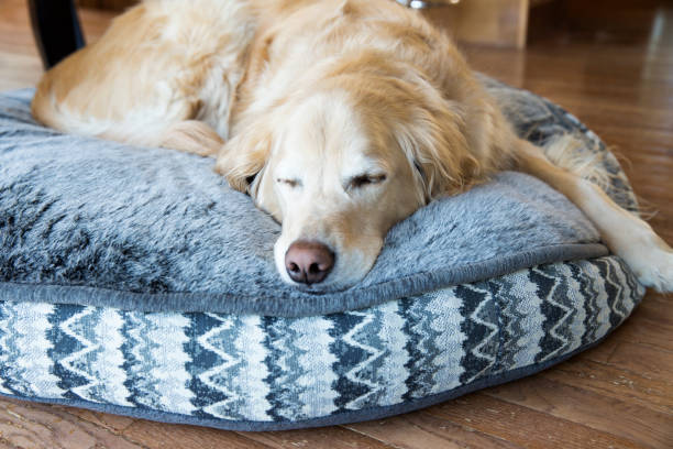 Golden Retriever sleeping Young male Golden Retriever sleeping on his dog bed dog bed stock pictures, royalty-free photos & images