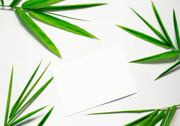 istock Clean flat lay with green leaf and card. Bamboo leaf and blank paper on white background. 842394064