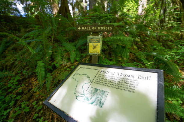 istock Hoh rain forest in Olympic national park, Washington 842396380