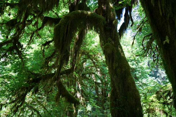 istock Hoh rain forest in Olympic national park, Washington 842396476