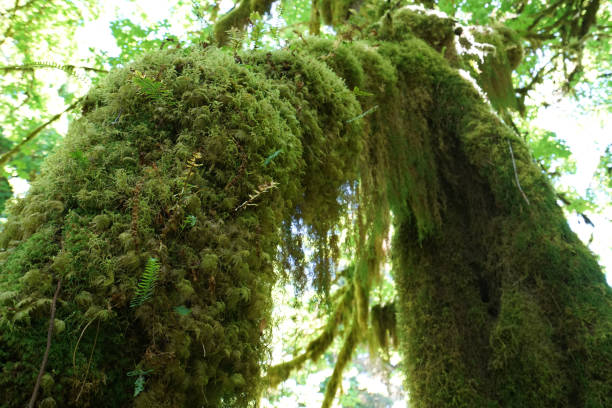 istock Hoh rain forest in Olympic national park, Washington 842399788