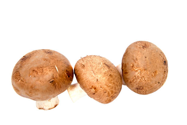 istock Set Champignon mushroom isolated on white background. 842399944