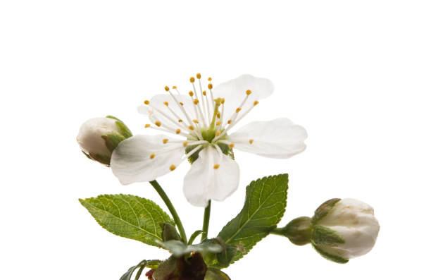 istock cherry blossom flowers isolated 842400078