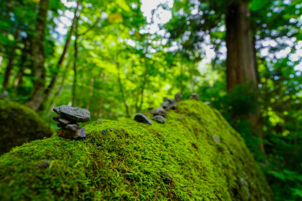 istock Rows of Cedar Trees In Togakushi, Japan 842405090
