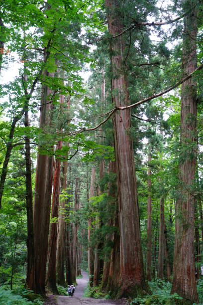 istock TOGAKUSHI SHRINE, NAGANO, JAPAN - AUGUST 1, 2017 842405158