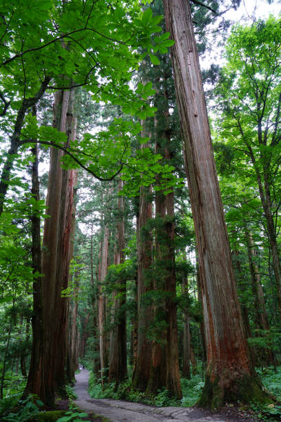 istock Rows of Cedar Trees In Togakushi, Japan 842405172