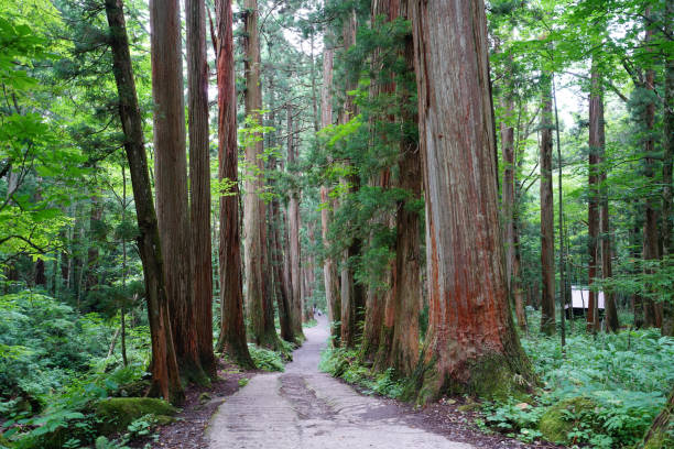 istock Rows of Cedar Trees In Togakushi, Japan 842405186