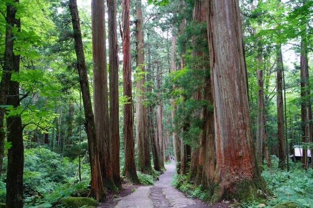 istock Rows of Cedar Trees In Togakushi, Japan 842405190