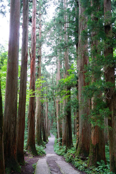 istock Rows of Cedar Trees In Togakushi, Japan 842405198
