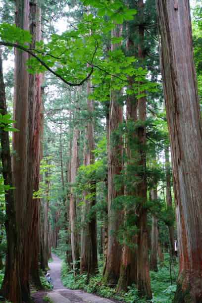 istock Rows of Cedar Trees In Togakushi, Japan 842405204