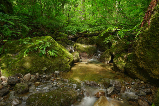 istock mountain stream between rows of cedar Trees In Togakushi, Japan 842405224