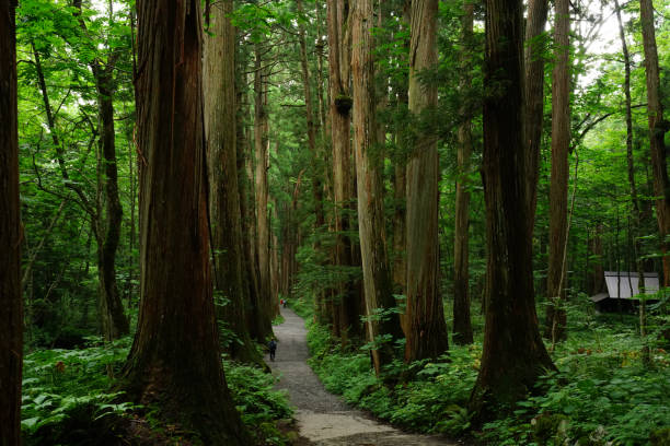 istock Rows of Cedar Trees In Togakushi, Japan 842405236