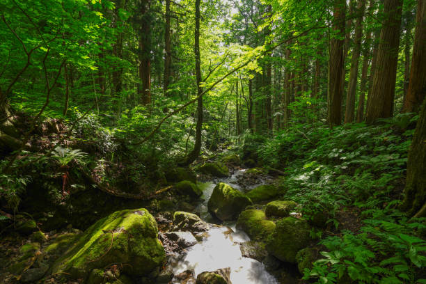 istock mountain stream between rows of cedar Trees In Togakushi, Japan 842405242