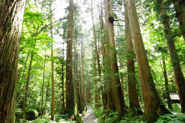 istock Rows of Cedar Trees In Togakushi, Japan 842406152