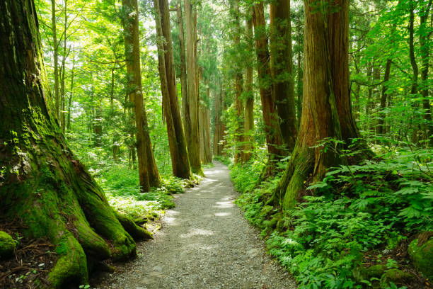 istock Rows of Cedar Trees In Togakushi, Japan 842407268