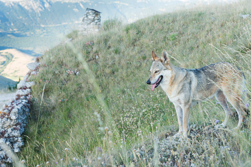 Lone wolf standing in the mountains of Gran Sasso National Park, Abruzzo, Italy, Europe