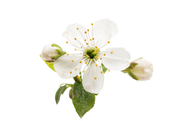 istock cherry blossom flowers isolated 842416164