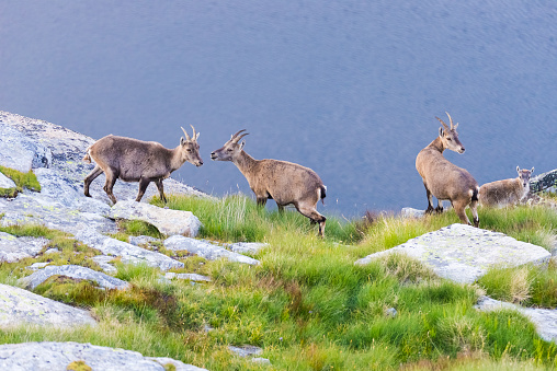 Group of Ibex perched on rock looking at the camera with blue lake background.