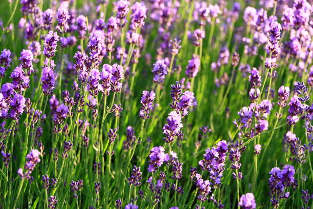 istock Lavender bloom by the roadside of Sapporo 842418786