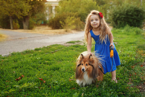 istock Little girl with a dog Sheltie 842420014