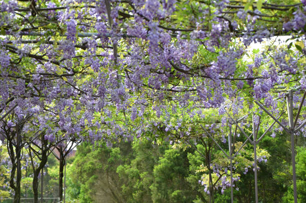 istock Wisteria flower,Wisteria sinensis 842420030