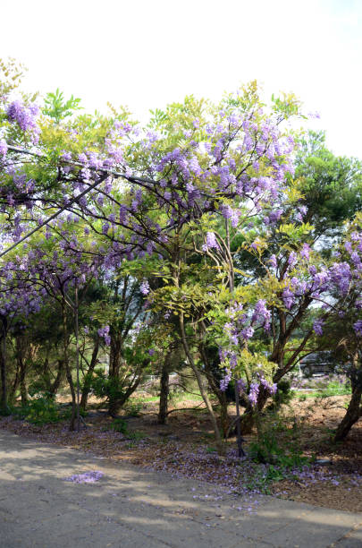istock Wisteria flower,Wisteria sinensis 842420488