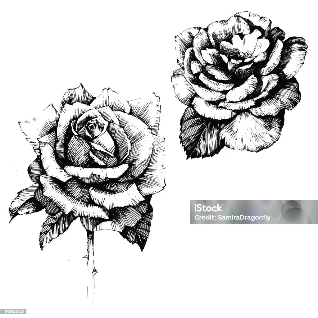 Rose Ink Drawing Flowers Stock Illustration - Download Image Now ...