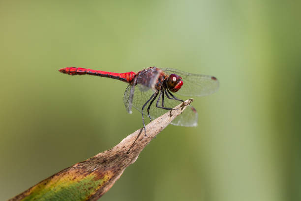 istock Ruddy Darter Dragonfly perched on a plant 842425022