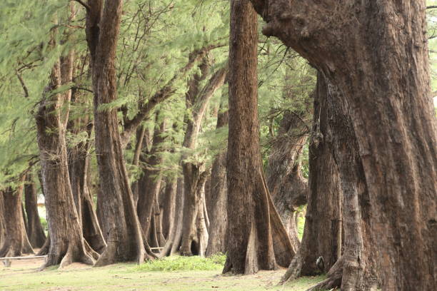 istock Aged Pine Wood Forest against Wind from Ocean beach, abstract look bark, brach and tree bod 842425510