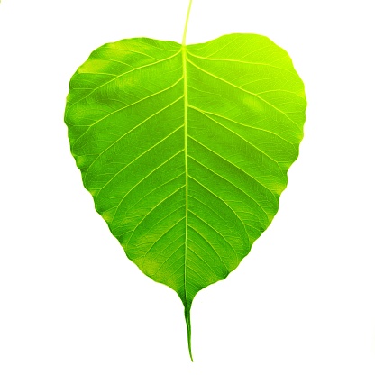 Green bothi leaf (Pho leaf, bo leaf) isolated on white background.