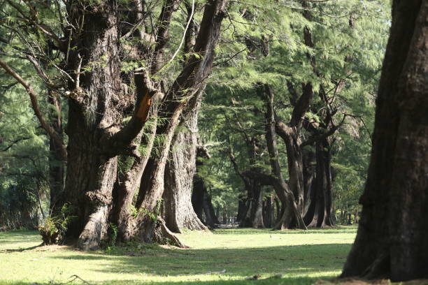 istock Aged Pine Wood Forest against Wind from Ocean beach, abstract look bark, brach and tree bod 842426298