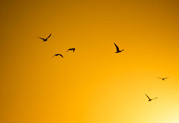istock A flock of birds at sunset in nature 842426818