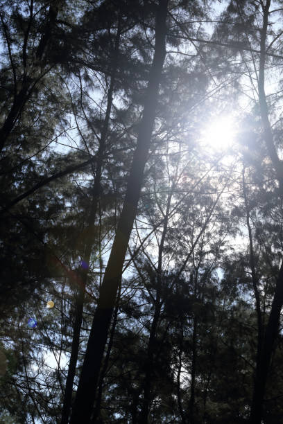istock Aged Pine Wood Forest against Wind from Ocean beach, abstract look bark, brach and tree bod 842427012